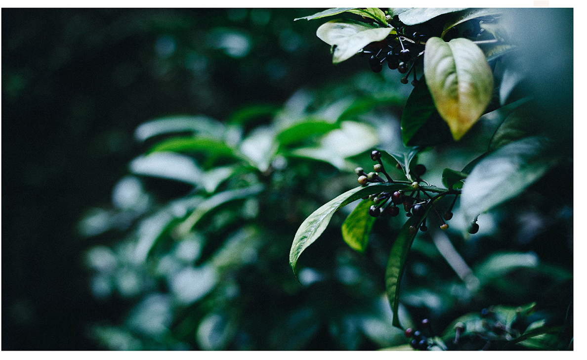 ӢmͤlogoOӋƷOӋ